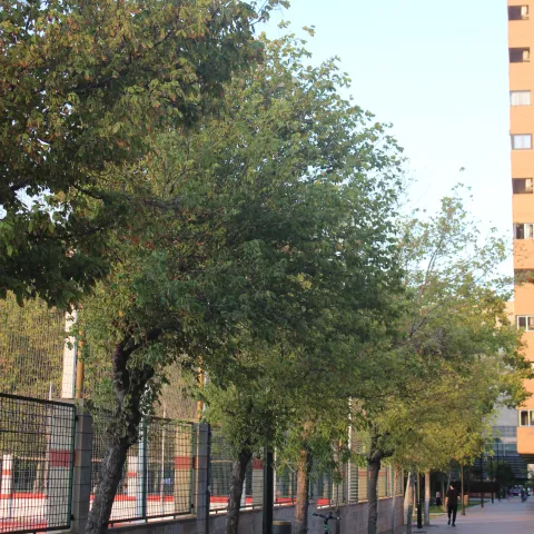 árboles del entorno